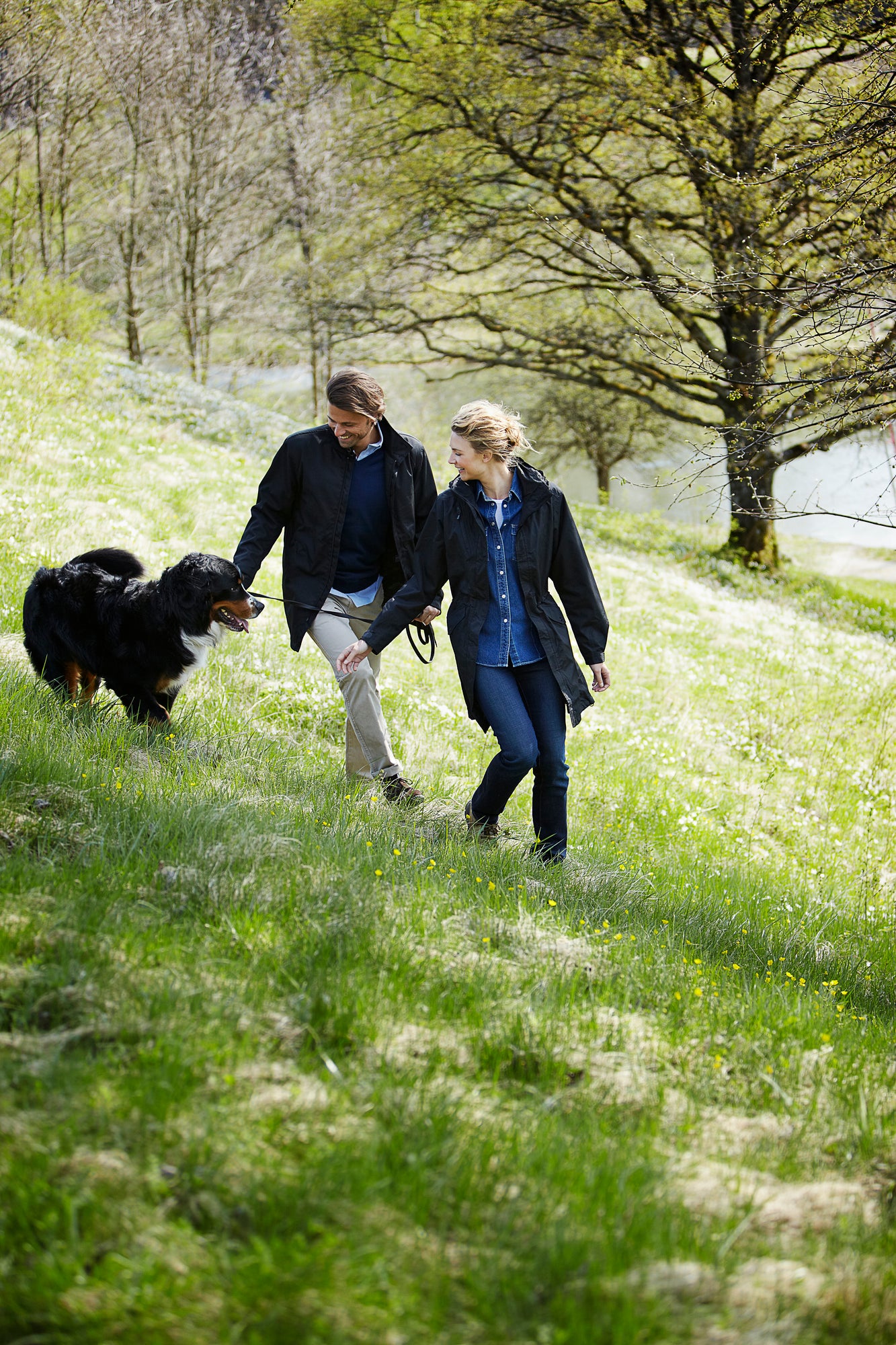 Angus Lady Black