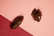 Salt & pepper Bug